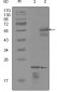 ERBB3 Antibody